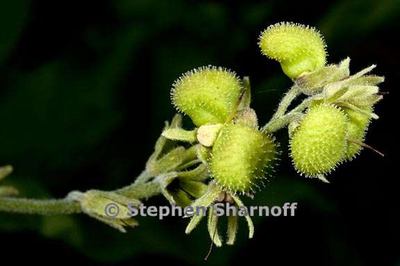 andersonglossum occidentale 7 graphic